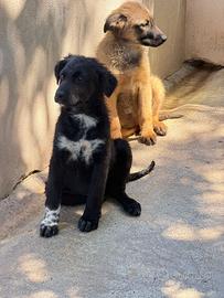 Cucciole in adozione