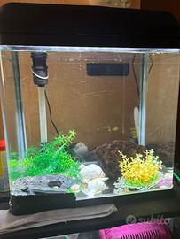Acquario Billy 30