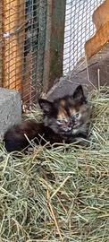 Gattina Persiano X Certosino