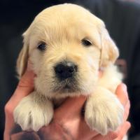 Cuccioli con pedigree golden retriever