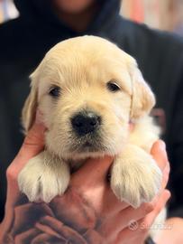 Cuccioli con pedigree golden retriever