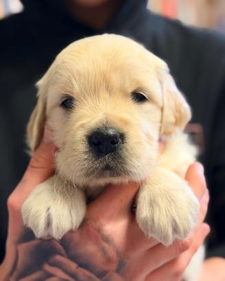 Cuccioli con pedigree golden retriever