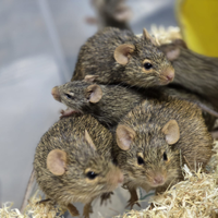 Ratti dei prati di Neumann Arvicanthis neumanni