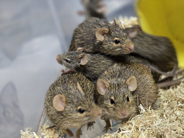 Ratti dei prati di Neumann Arvicanthis neumanni