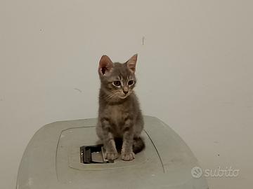 Claretta gattina 2 mesi