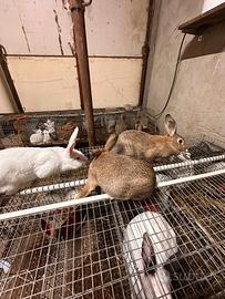 Conigli 3femmine molto belle