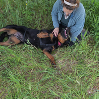 Jane una cagnolina da amare , che si trova in cani
