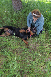 Jane una cagnolina da amare , che si trova in cani
