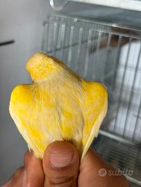 Canarino maschio satine occhi rossi