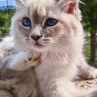 Gattina Siberiana purissima Ipoallergenica