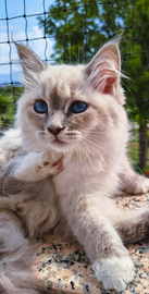 Gattina Siberiana purissima Ipoallergenica