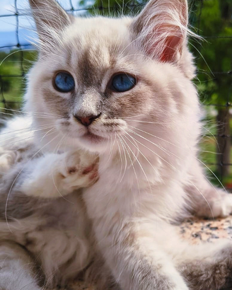 Gattina Siberiana purissima Ipoallergenica