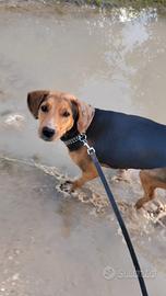Cagnolina giovane,taglia contenuta