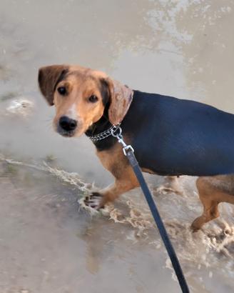 Cagnolina giovane,taglia contenuta