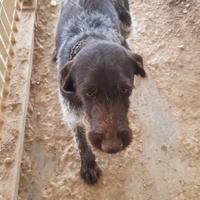 Cani addestrati per la caccia