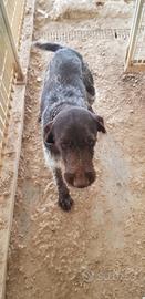 Cani addestrati per la caccia