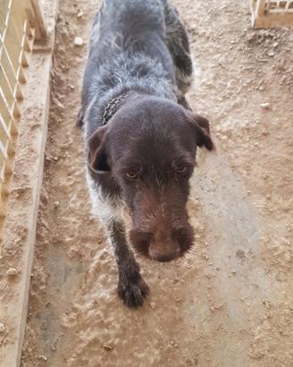 Cani addestrati per la caccia