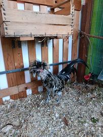 gallo padovano