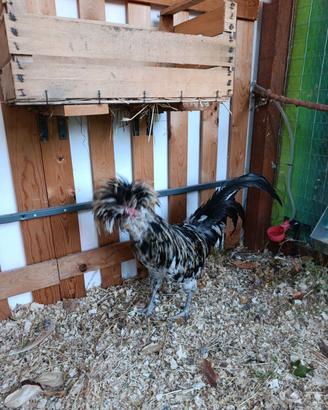 gallo padovano