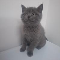 Gattino Scottish Straight maschio