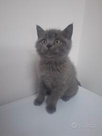 Gattino Scottish Straight maschio