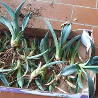 Agave piantine