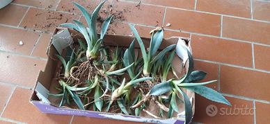 Agave piantine