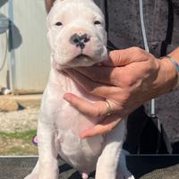 Dogo argentino cuccioli