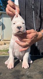 Dogo argentino cuccioli