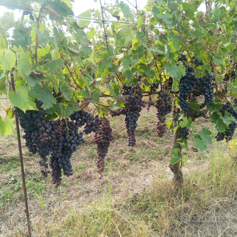 Vigneto di Ruchè di Castagnole Monferrato