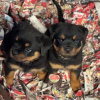 Cucciole FEMMINE dí Rottweiler