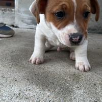 Cuccioli Jack Russell