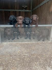 Labrador femmine con pedigree