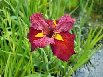 Iris louisiana ‘Ann Chowning’
