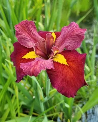 Iris louisiana ‘Ann Chowning’