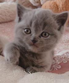 Gatto Scottish straight