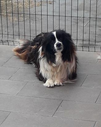 Border