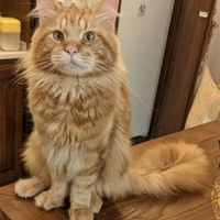 Maine coon per accoppiamento
