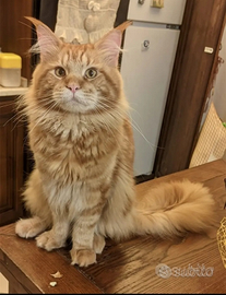 Maine coon per accoppiamento