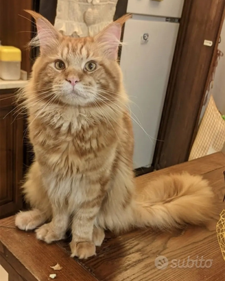 Maine coon per accoppiamento