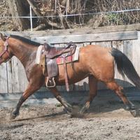 Cavalla Quarter/Haflingher