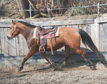 Cavalla Quarter/Haflingher