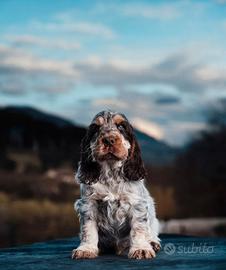 Cocker spaniel inglese