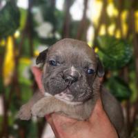 Bulldog francese blue fawn