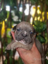 Bulldog francese blue fawn