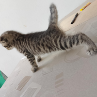 Gattini di rassa scottish fold -Straight