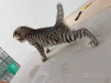Gattini di rassa scottish fold -Straight