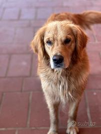 Golden retriever americano