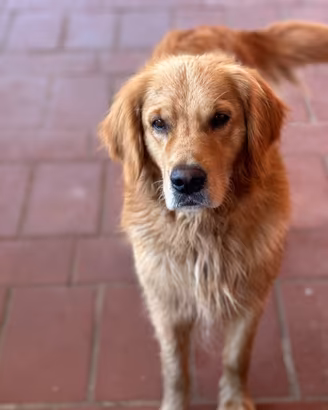 Golden retriever americano