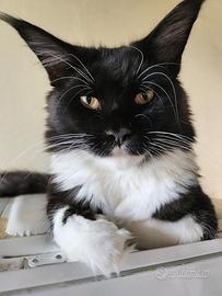 Maine coon da monta